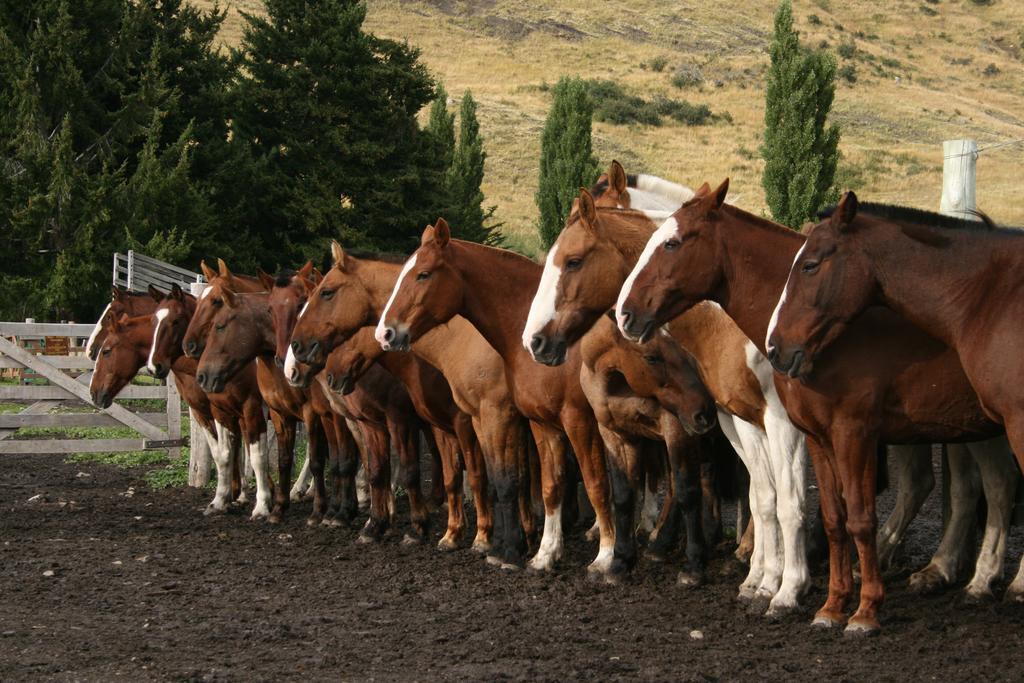 Estancia Nibepo Aike Colonia Francisco Perito Moreno Екстер'єр фото